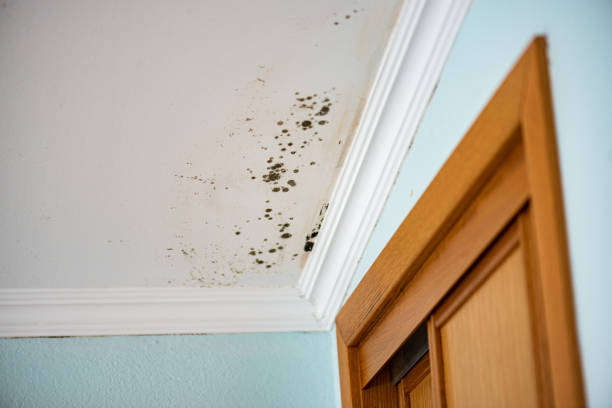 Best Crawl Space Mold Removal  in New Lno, LA