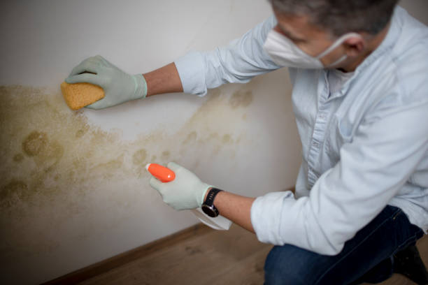 Best Affordable Mold Removal  in New Lno, LA