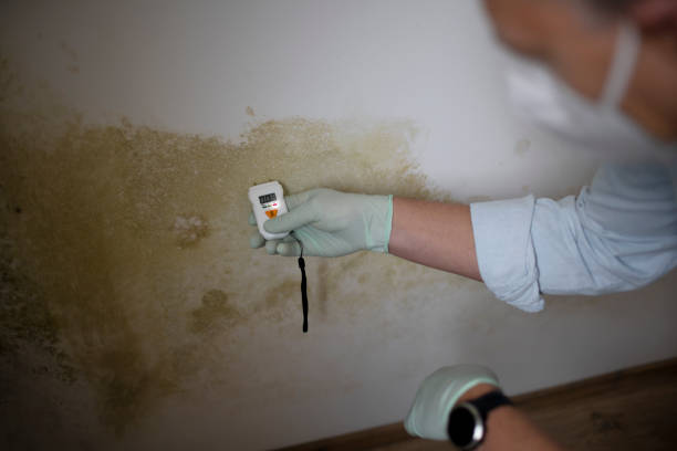 Best Emergency Mold Removal  in New Lno, LA
