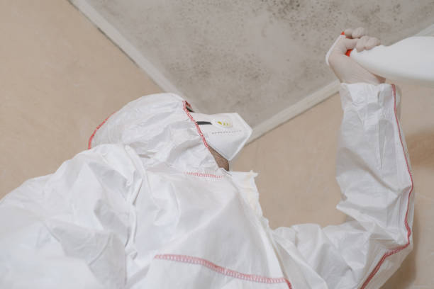 Attic Mold Removal in New Llano, LA