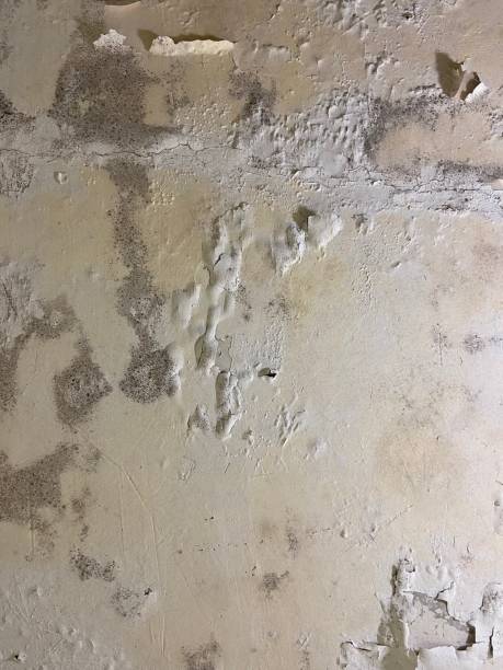 Best Attic Mold Removal  in New Lno, LA