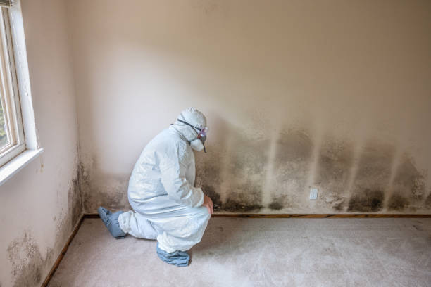 Reliable New Llano, LA Mold Removal Solutions