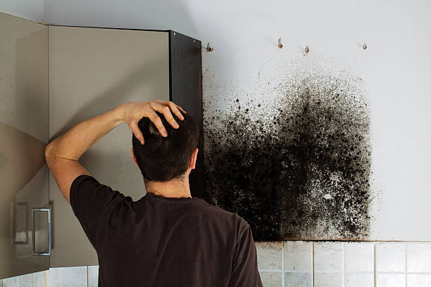 Best Professional Mold Removal  in New Lno, LA