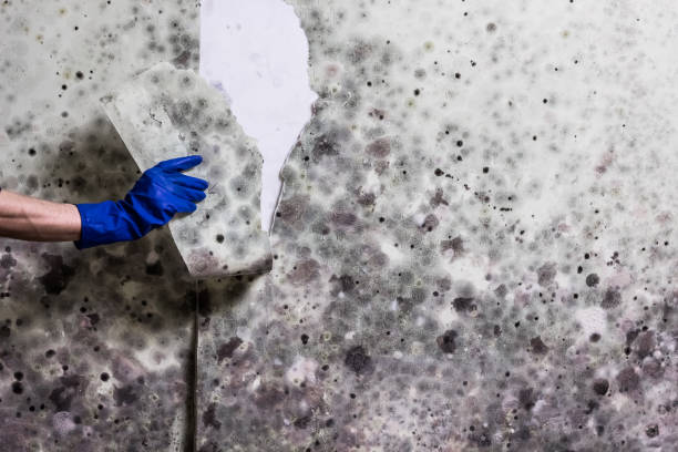 Best Same-Day Mold Removal  in New Lno, LA