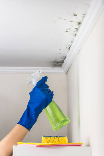 Best Fast Mold Removal  in New Lno, LA