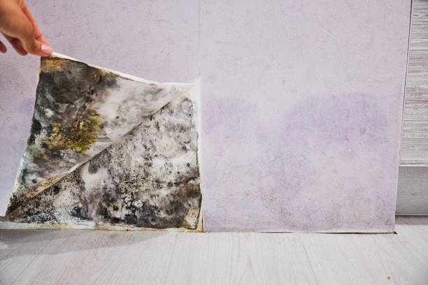  New Lno, LA Mold Removal Pros